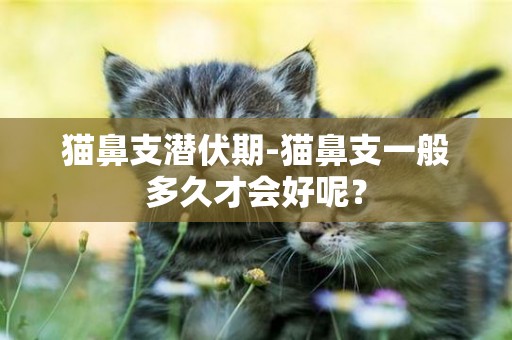 貓鼻支潛伏期-貓鼻支一般多久才會好呢？