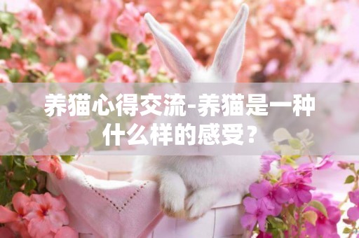 養貓心得交流-養貓是一種什么樣的感受？