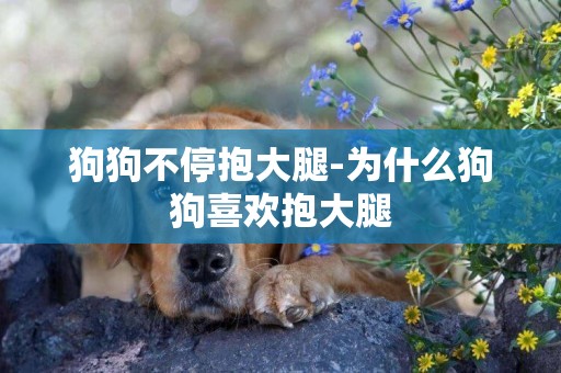 狗狗不停抱大腿-為什么狗狗喜歡抱大腿