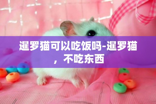 暹羅貓可以吃飯嗎-暹羅貓，不吃東西