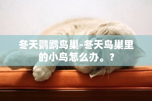冬天鸚鵡鳥巢-冬天鳥巢里的小鳥怎么辦。？