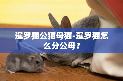 暹羅貓公貓母貓-暹羅貓怎么分公母？