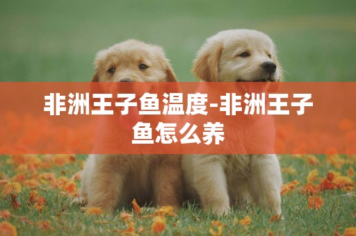 非洲王子魚溫度-非洲王子魚怎么養