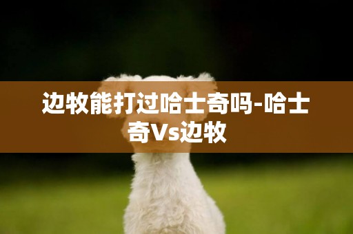 邊牧能打過哈士奇嗎-哈士奇Vs邊牧