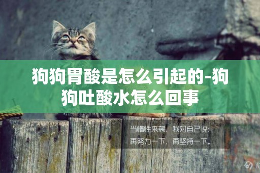 狗狗胃酸是怎么引起的-狗狗吐酸水怎么回事