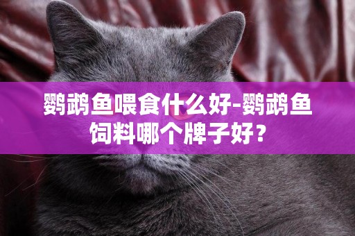 鸚鵡魚喂食什么好-鸚鵡魚飼料哪個牌子好？