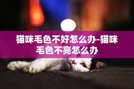貓咪毛色不好怎么辦-貓咪毛色不亮怎么辦