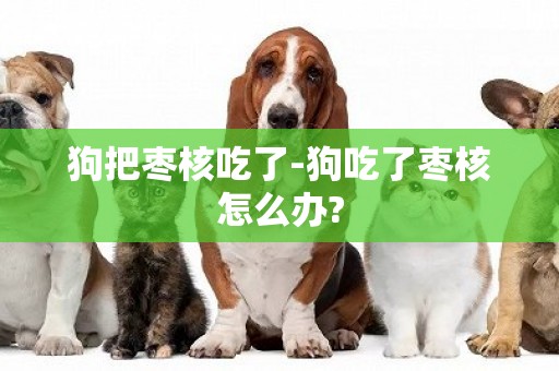 狗把棗核吃了-狗吃了棗核怎么辦?