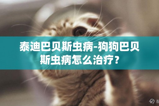 泰迪巴貝斯蟲病-狗狗巴貝斯蟲病怎么治療？