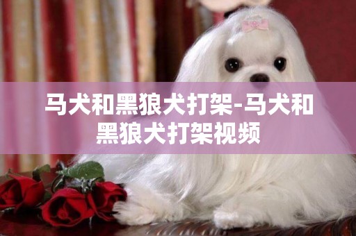 馬犬和黑狼犬打架-馬犬和黑狼犬打架視頻