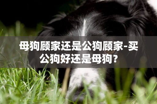 母狗顧家還是公狗顧家-買公狗好還是母狗？