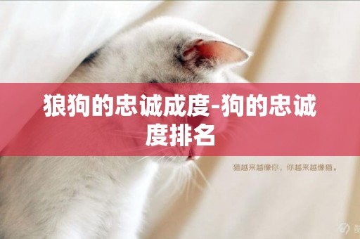 狼狗的忠誠成度-狗的忠誠度排名