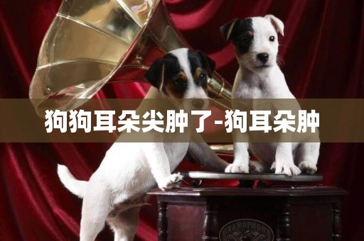 狗狗耳朵尖腫了-狗耳朵腫