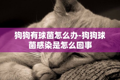 狗狗有球菌怎么辦-狗狗球菌感染是怎么回事