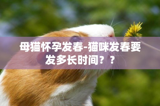 母貓懷孕發春-貓咪發春要發多長時間？？