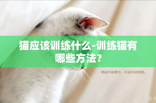 貓應該訓練什么-訓練貓有哪些方法？