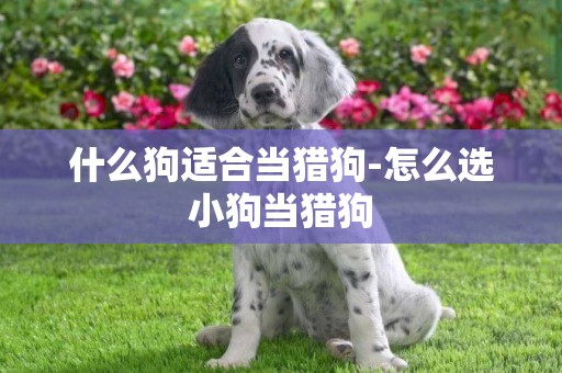 什么狗適合當獵狗-怎么選小狗當獵狗