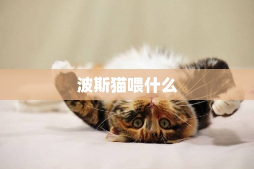 波斯貓喂什么