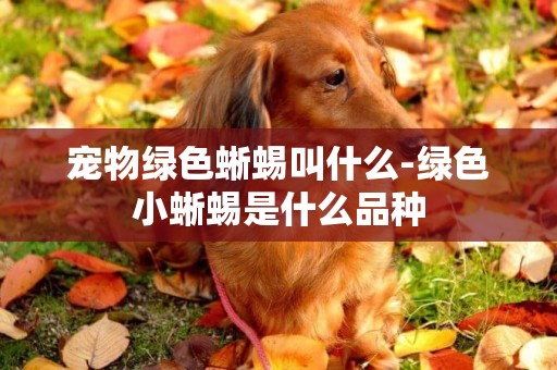 寵物綠色蜥蜴叫什么-綠色小蜥蜴是什么品種