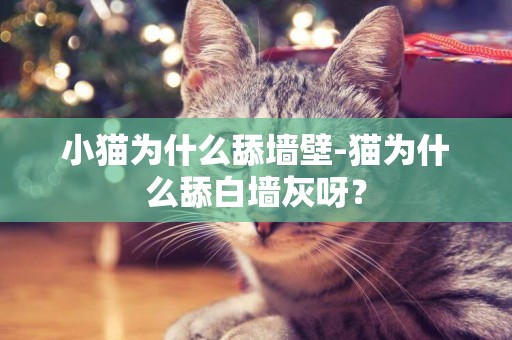 小貓為什么舔墻壁-貓為什么舔白墻灰呀？