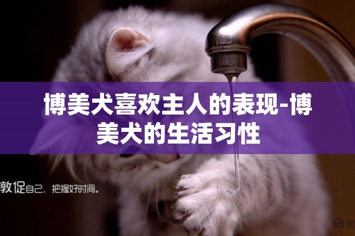 博美犬喜歡主人的表現-博美犬的生活習性