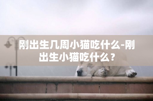剛出生幾周小貓吃什么-剛出生小貓吃什么？
