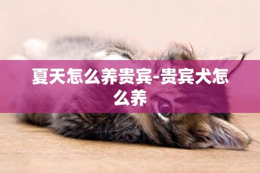 夏天怎么養貴賓-貴賓犬怎么養