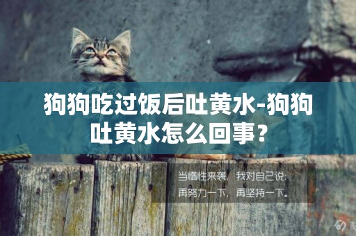 狗狗吃過飯后吐黃水-狗狗吐黃水怎么回事？