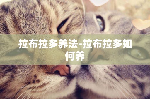 拉布拉多養法-拉布拉多如何養