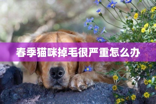 春季貓咪掉毛很嚴重怎么辦