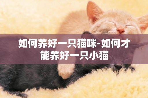 如何養好一只貓咪-如何才能養好一只小貓