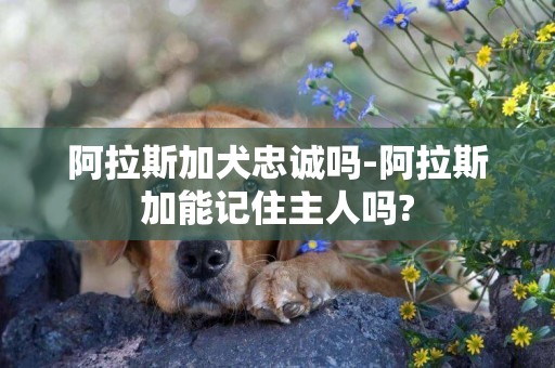 阿拉斯加犬忠誠嗎-阿拉斯加能記住主人嗎?