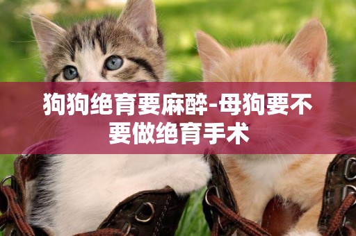 狗狗絕育要麻醉-母狗要不要做絕育手術