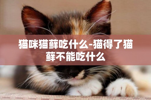 貓咪貓蘚吃什么-貓得了貓蘚不能吃什么