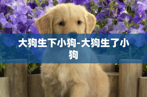 大狗生下小狗-大狗生了小狗