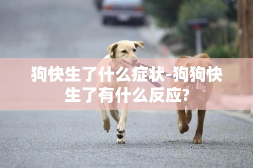 狗快生了什么癥狀-狗狗快生了有什么反應?