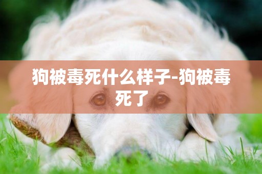 狗被毒死什么樣子-狗被毒死了