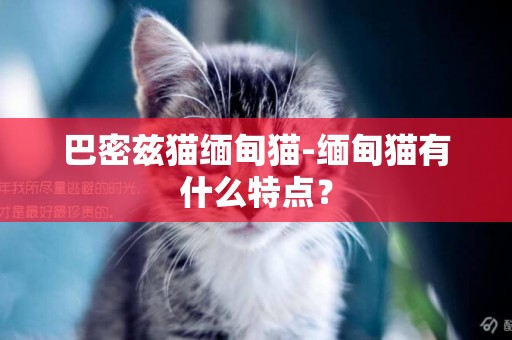 巴密茲貓緬甸貓-緬甸貓有什么特點？