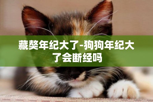 藏獒年紀大了-狗狗年紀大了會斷經嗎
