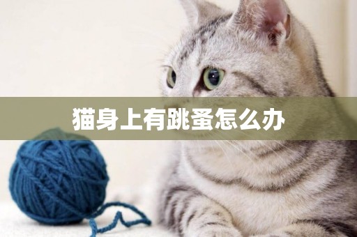 貓身上有跳蚤怎么辦