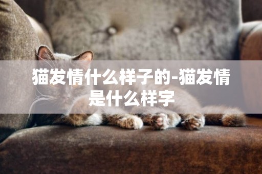 貓發情什么樣子的-貓發情是什么樣字