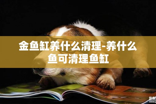 金魚缸養什么清理-養什么魚可清理魚缸