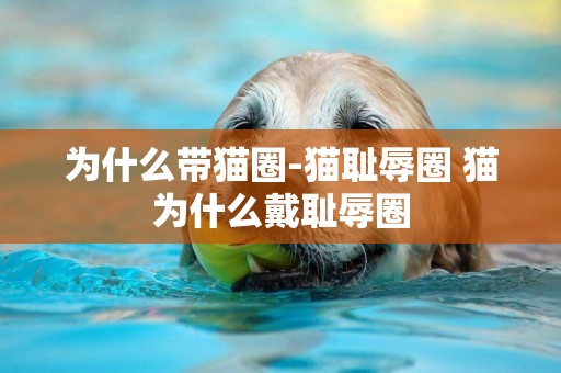 為什么帶貓圈-貓恥辱圈 貓為什么戴恥辱圈
