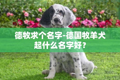 德牧求個名字-德國牧羊犬起什么名字好？