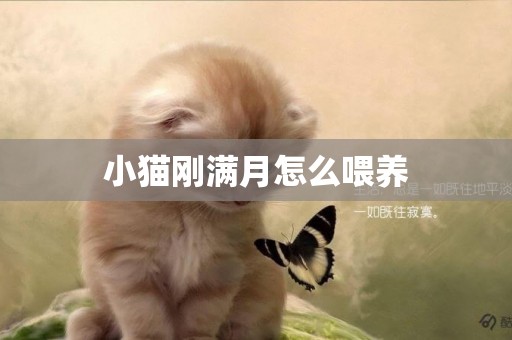 小貓剛滿月怎么喂養
