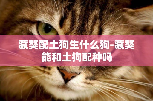 藏獒配土狗生什么狗-藏獒能和土狗配種嗎