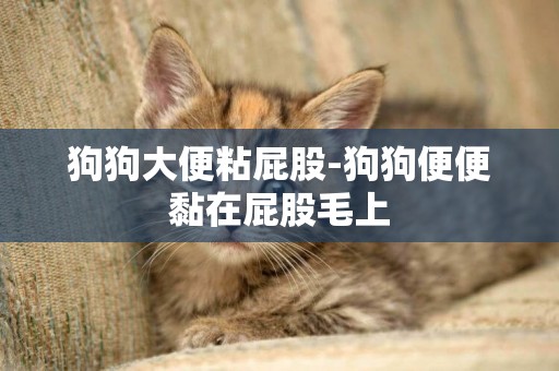 狗狗大便粘屁股-狗狗便便黏在屁股毛上