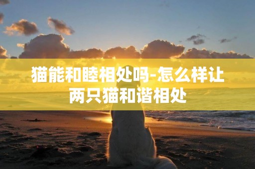 貓能和睦相處嗎-怎么樣讓兩只貓和諧相處