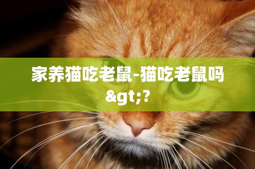 家養貓吃老鼠-貓吃老鼠嗎>?