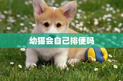 幼貓會自己排便嗎